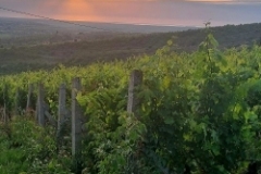 Albanica Wineyard