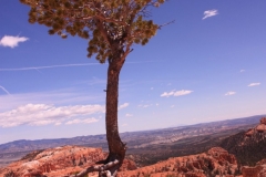 Bryce-1.4