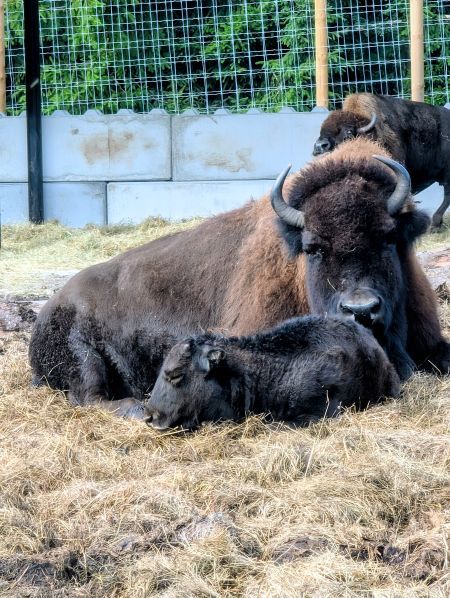 Bison-und-Baby