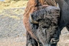 Bison-Kopie