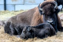 Bison-und-Baby