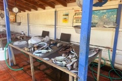 Fisch