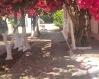 Bougainvillea