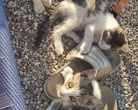 Katzenbabys