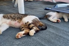 Katzenmama