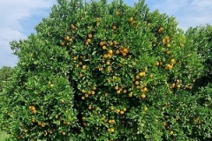 Orangenbaum