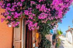 Bougainvillea