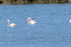 Flamingos
