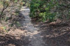 Trail