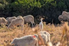 Vogel-auf-Schaf
